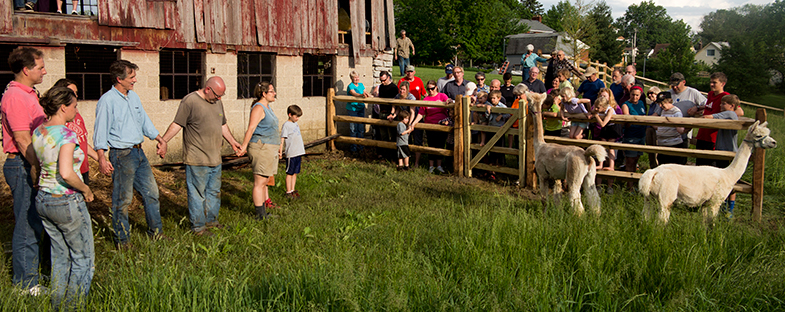 alpaca arrival crowd