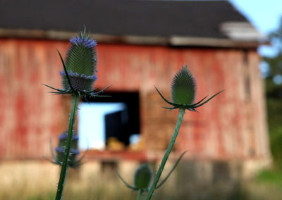 red barn and thistles