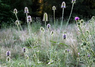 field of thistles