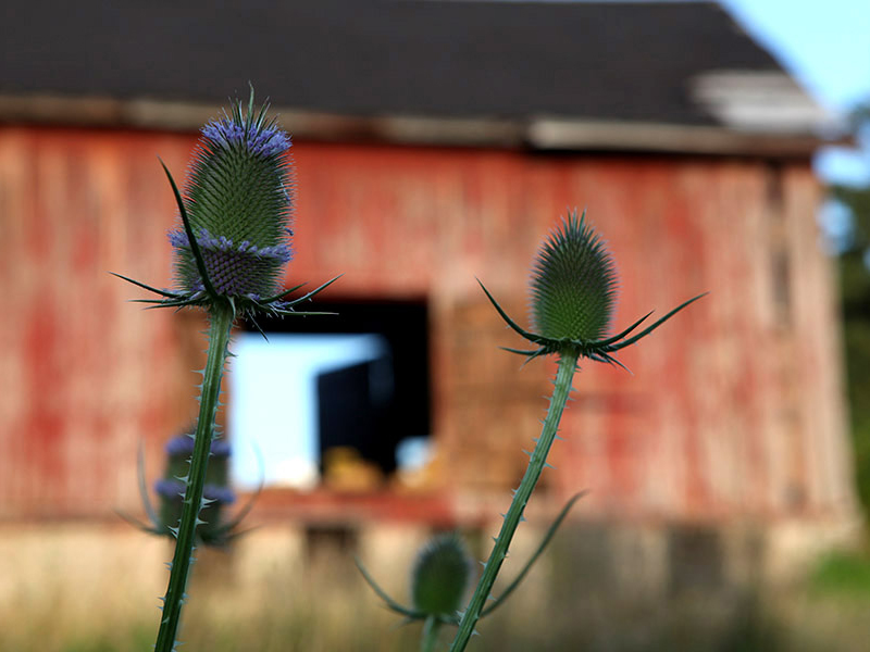 red barn and thistles