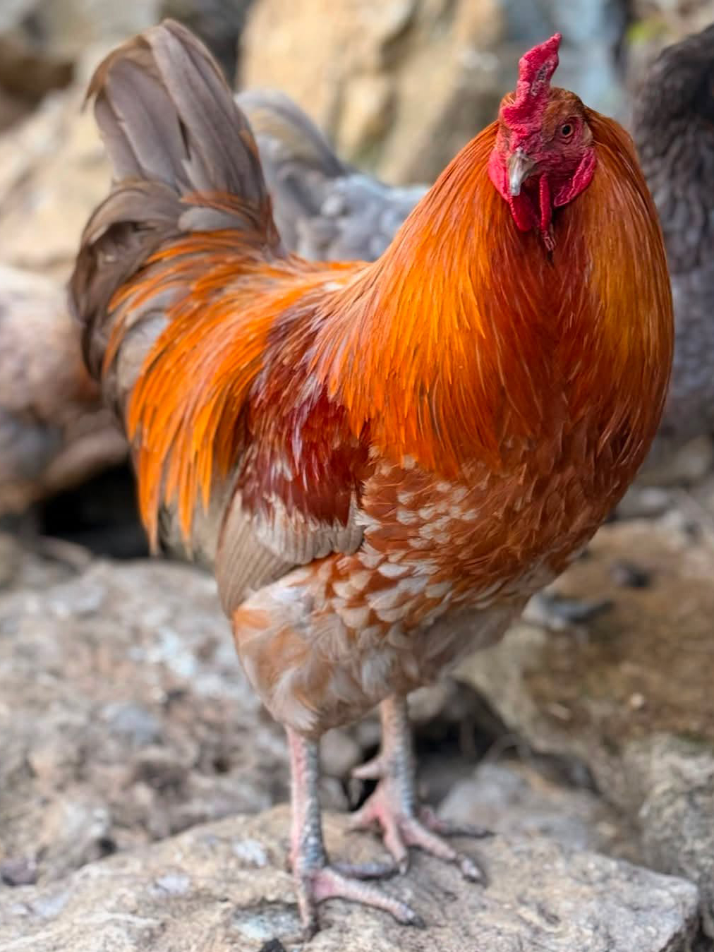 rooster your female holding chicken