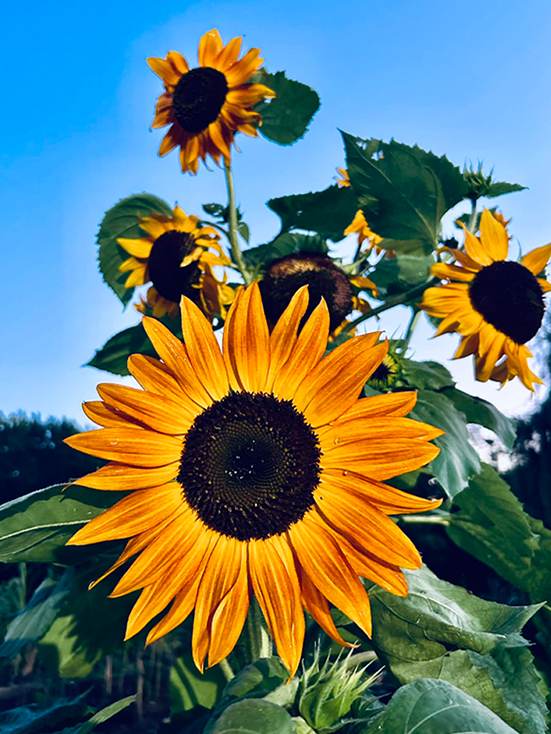 sunflower1 your female holding chicken