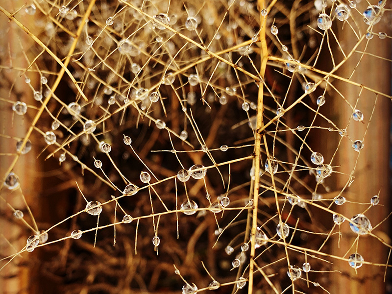 water droplets on branches